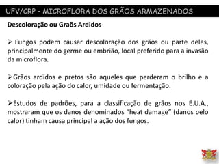 UFV/CRP – MICROFLORA DOS GRÃOS ARMAZENADOS
Descoloração ou Graõs Ardidos
 Fungos podem causar descoloração dos grãos ou parte deles,
principalmente do germe ou embrião, local preferido para a invasão
da microflora.
Grãos ardidos e pretos são aqueles que perderam o brilho e a
coloração pela ação do calor, umidade ou fermentação.
Estudos de padrões, para a classificação de grãos nos E.U.A.,
mostraram que os danos denominados “heat damage” (danos pelo
calor) tinham causa principal a ação dos fungos.
 