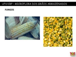 UFV/CRP – MICROFLORA DOS GRÃOS ARMAZENADOS
FUNGOS
 