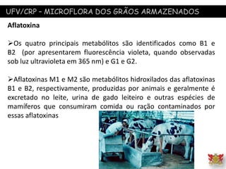 UFV/CRP – MICROFLORA DOS GRÃOS ARMAZENADOS
Aflatoxina
Os quatro principais metabólitos são identificados como B1 e
B2 (por apresentarem fluorescência violeta, quando observadas
sob luz ultravioleta em 365 nm) e G1 e G2.
Aflatoxinas M1 e M2 são metabólitos hidroxilados das aflatoxinas
B1 e B2, respectivamente, produzidas por animais e geralmente é
excretado no leite, urina de gado leiteiro e outras espécies de
mamíferos que consumiram comida ou ração contaminados por
essas aflatoxinas
 