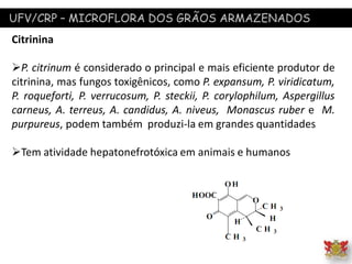 UFV/CRP – MICROFLORA DOS GRÃOS ARMAZENADOS
Citrinina
P. citrinum é considerado o principal e mais eficiente produtor de
citrinina, mas fungos toxigênicos, como P. expansum, P. viridicatum,
P. roqueforti, P. verrucosum, P. steckii, P. corylophilum, Aspergillus
carneus, A. terreus, A. candidus, A. niveus, Monascus ruber e M.
purpureus, podem também produzi-la em grandes quantidades
Tem atividade hepatonefrotóxica em animais e humanos
 