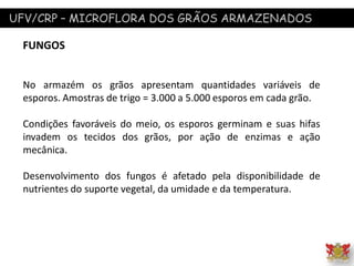 UFV/CRP – MICROFLORA DOS GRÃOS ARMAZENADOS
FUNGOS
No armazém os grãos apresentam quantidades variáveis de
esporos. Amostras de trigo = 3.000 a 5.000 esporos em cada grão.
Condições favoráveis do meio, os esporos germinam e suas hifas
invadem os tecidos dos grãos, por ação de enzimas e ação
mecânica.
Desenvolvimento dos fungos é afetado pela disponibilidade de
nutrientes do suporte vegetal, da umidade e da temperatura.
 
