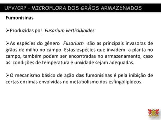 UFV/CRP – MICROFLORA DOS GRÃOS ARMAZENADOS
Fumonisinas
Produzidas por Fusarium verticillioides
As espécies do gênero Fusarium são as principais invasoras de
grãos de milho no campo. Estas espécies que invadem a planta no
campo, também podem ser encontradas no armazenamento, caso
as condições de temperatura e umidade sejam adequadas.
O mecanismo básico de ação das fumonisinas é pela inibição de
certas enzimas envolvidas no metabolismo dos esfingolipídeos.
 