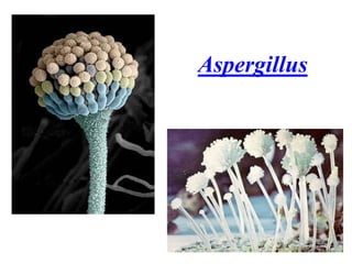 Aspergillus
 