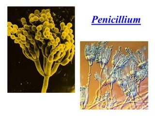 Penicillium
 