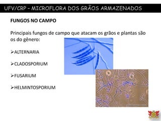 UFV/CRP – MICROFLORA DOS GRÃOS ARMAZENADOS
FUNGOS NO CAMPO
Principais fungos de campo que atacam os grãos e plantas são
os do gênero:
ALTERNARIA
CLADOSPORIUM
FUSARIUM
HELMINTOSPORIUM
 