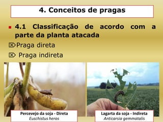 4. Conceitos de pragas
 4.1 Classificação de acordo com a
parte da planta atacada
Praga direta
 Praga indireta
Lagarta da soja - Indireta
Anticarsia gemmatalis
Percevejo da soja - Direta
Euschistus heros
 