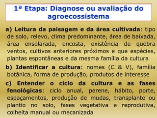 1ª Etapa: Diagnose ou avaliação do
agroecossistema
a) Leitura da paisagem e da área cultivada: tipo
de solo, relevo, clima predominante, área de baixada,
área ensolarada, encosta, existência de quebra
ventos, cultivos anteriores próximos e que espécies,
plantas espontâneas e da mesma família da cultura
b) Identificar a cultura: nomes (C & V), família
botânica, forma de produção, produtos de interesse
c) Entender o ciclo da cultura e as fases
fenológicas: ciclo anual, perene, hábito, porte,
espaçamentos, produção de mudas, transplante ou
plantio no solo, fases vegetativa e reprodutiva,
colheita manual ou mecanizada
 