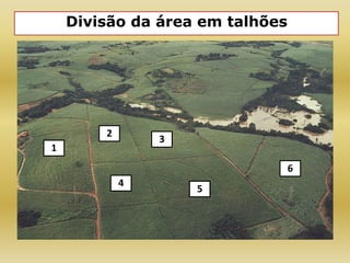 Divisão da área em talhões
1
5
4
3
2
6
 