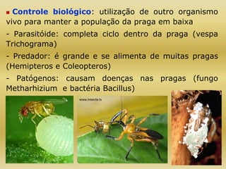  Controle biológico: utilização de outro organismo
vivo para manter a população da praga em baixa
- Parasitóide: completa ciclo dentro da praga (vespa
Trichograma)
- Predador: é grande e se alimenta de muitas pragas
(Hemipteros e Coleopteros)
- Patógenos: causam doenças nas pragas (fungo
Metharhizium e bactéria Bacillus)
 