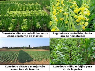 Consórcio alface e cebolinha verde
como repelente de insetos
Consórcio alface e manjericão
como isca de insetos
Leguminosa crotalária planta
isca de nematóides
Consórcio milho e feijão para
atrair lagartas
 