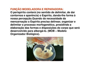 FUNÇÃOFUNÇÃO MODELADORA E REPARADORA:MODELADORA E REPARADORA:
O perispírito conterá (no sentido de delimitar, de dar
contornos e aparência) o Espírito, dando-lhe forma à
nossa percepção.Quando da necessidade da
reencarnação o Espírito precisa delinear, organizar e
delimitar o processo morfogenético, presidindo a
elaboração das formas e disposições do corpo que será
desenvolvido para albergá-lo. (MOB – Modelodesenvolvido para albergá-lo. (MOB – Modelo
Organizador Biológico).
 