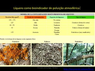5Princípios de Ecologia - M.2013
Líquens como bioindicador de poluição atmosférica:
1) Liquens - Indicadores Biológicos
Alaranjados (poluição moderada)
Frondosos (lugares limpos)
(Usnea trichodea), (Evernia)
Adoecem na presença do dióxido de enxofre
http://recursostic.educacion.es
 