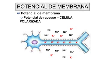 POTENCIAL DE MEMBRANA
 Potencial de membrana
 Potencial de repouso – CÉLULA
POLARIZADA
Na+
Na+
Na+
Na+
Na+
Na+
Na+
Na+
K+
Na+
Na+
K+
K+ K+
K+ K+
K+
K+
K+
K+
K+
 