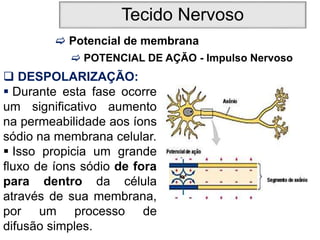 Tecido Nervoso
 Potencial de membrana
 POTENCIAL DE AÇÃO - Impulso Nervoso
 DESPOLARIZAÇÃO:
 Durante esta fase ocorre
um significativo aumento
na permeabilidade aos íons
sódio na membrana celular.
 Isso propicia um grande
fluxo de íons sódio de fora
para dentro da célula
através de sua membrana,
por um processo de
difusão simples.
 