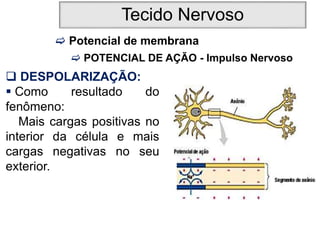 Tecido Nervoso
 Potencial de membrana
 POTENCIAL DE AÇÃO - Impulso Nervoso
 DESPOLARIZAÇÃO:
 Como resultado do
fenômeno:
Mais cargas positivas no
interior da célula e mais
cargas negativas no seu
exterior.
 