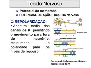 Tecido Nervoso
 Potencial de membrana
 POTENCIAL DE AÇÃO - Impulso Nervoso
 REPOLARIZAÇÃO:
 Abertura tardia dos
canais de K, permitindo
o movimento para fora
do neurônio,
restaurando a
polaridade para os
níveis de repouso.
Segmento inicial ou zona de disparo –
local de início do PA
 