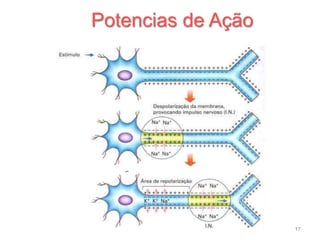 17
Potencias de Ação
 