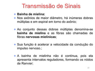Bainha de mielina:
Nos axônios de maior diâmetro, há inúmeras dobras
múltiplas e em espiral em torno do axônio;
Ao conjunto dessas dobras múltiplas denomina-se
bainha de mielina e as fibras são chamadas de
fibras nervosas mielínicas;
Sua função é acelerar a velocidade da condução do
impulso nervoso.;
A bainha de mielinha não é contínua, pois ela
apresenta intervalos reguladores, formando os nódos
de Ranvier;
Transmissão de Sinais
22
 