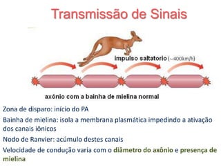 Transmissão de Sinais
23
Zona de disparo: início do PA
Bainha de mielina: isola a membrana plasmática impedindo a ativação
dos canais iônicos
Nodo de Ranvier: acúmulo destes canais
Velocidade de condução varia com o diâmetro do axônio e presença de
mielina
 