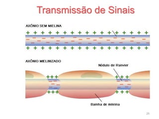 25
Transmissão de Sinais
 