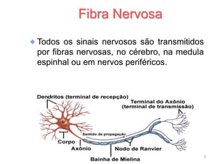 Todos os sinais nervosos são transmitidos
por fibras nervosas, no cérebro, na medula
espinhal ou em nervos periféricos.
Fibra Nervosa
3
 