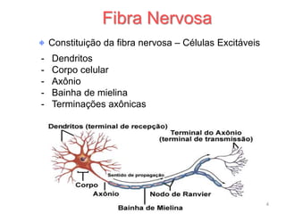 Constituição da fibra nervosa – Células Excitáveis
- Dendritos
- Corpo celular
- Axônio
- Bainha de mielina
- Terminações axônicas
Fibra Nervosa
4
 
