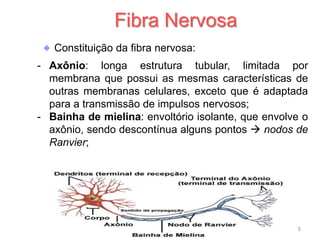 Constituição da fibra nervosa:
- Axônio: longa estrutura tubular, limitada por
membrana que possui as mesmas características de
outras membranas celulares, exceto que é adaptada
para a transmissão de impulsos nervosos;
- Bainha de mielina: envoltório isolante, que envolve o
axônio, sendo descontínua alguns pontos  nodos de
Ranvier;
Fibra Nervosa
5
 