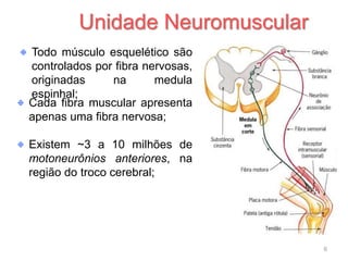Todo músculo esquelético são
controlados por fibra nervosas,
originadas na medula
espinhal;
Cada fibra muscular apresenta
apenas uma fibra nervosa;
Existem ~3 a 10 milhões de
motoneurônios anteriores, na
região do troco cerebral;
Unidade Neuromuscular
6
 