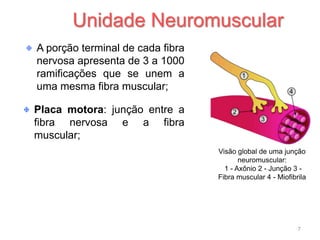 A porção terminal de cada fibra
nervosa apresenta de 3 a 1000
ramificações que se unem a
uma mesma fibra muscular;
Placa motora: junção entre a
fibra nervosa e a fibra
muscular;
Unidade Neuromuscular
7
Visão global de uma junção
neuromuscular:
1 - Axônio 2 - Junção 3 -
Fibra muscular 4 - Miofibrila
 