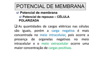 POTENCIAL DE MEMBRANA
 Potencial de membrana
 Potencial de repouso – CÉLULA
POLARIZADA
 As quantidades de cargas elétricas nas células
são iguais, porém a carga negativa é mais
concentrada no meio intracelular, pois ocorre a
presença de organelas negativas no meio
intracelular e o meio extracelular ocorre uma
maior concentração de cargas positivas.
 