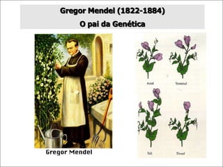 Gregor Mendel (1822-1884)
O pai da Genética
 