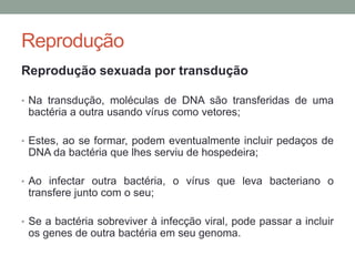Reprodução
Reprodução sexuada por transdução
• Na transdução, moléculas de DNA são transferidas de uma
bactéria a outra usando vírus como vetores;
• Estes, ao se formar, podem eventualmente incluir pedaços de
DNA da bactéria que lhes serviu de hospedeira;
• Ao infectar outra bactéria, o vírus que leva bacteriano o
transfere junto com o seu;
• Se a bactéria sobreviver à infecção viral, pode passar a incluir
os genes de outra bactéria em seu genoma.
 