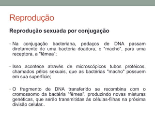 Reprodução
Reprodução sexuada por conjugação
• Na conjugação bacteriana, pedaços de DNA passam
diretamente de uma bactéria doadora, o "macho", para uma
receptora, a "fêmea“;
• Isso acontece através de microscópicos tubos protéicos,
chamados pêlos sexuais, que as bactérias "macho" possuem
em sua superfície;
• O fragmento de DNA transferido se recombina com o
cromossomo da bactéria "fêmea", produzindo novas misturas
genéticas, que serão transmitidas às células-filhas na próxima
divisão celular..
 