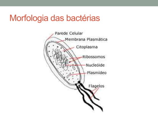 Morfologia das bactérias
 