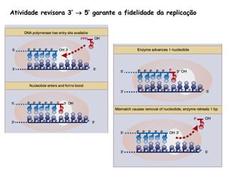 Atividade revisora 3’    5’ garante a fidelidade da replicação 