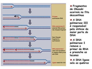 Fragmentos de Okasaki ocorrem na fita descontínua A DNA polimerase III é responsável pela síntese da maior parte do DNA A DNA polimerase I remove o primer de RNA e preenche as lacunas A DNA ligase sela as quebras 