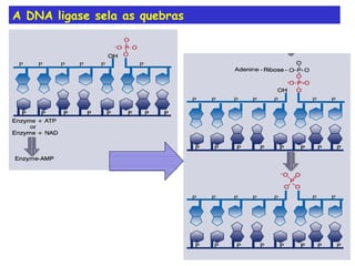 A DNA ligase sela as quebras 