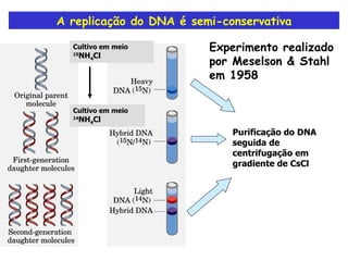 A replicação do DNA é semi-conservativa Experimento realizado por Meselson & Stahl em 1958 Cultivo em meio 14 NH 4 Cl Cultivo em meio 15 NH 4 Cl Purificação do DNA seguida de centrifugação em gradiente de CsCl 
