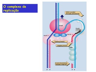 O complexo de replicação 