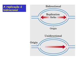 A replicação é bidirecional 
