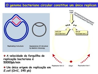 O genoma bacteriano circular constitue um único replicon A velocidade da forquillha de replicação bacteriana é 50000pb/min Um única origem de replicação em  E.coli  (OriC, 245 pb) 