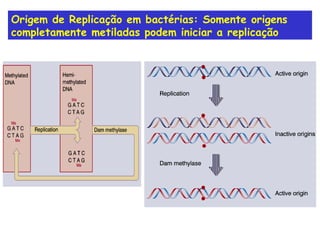 Origem de Replicação em bactérias: Somente origens completamente metiladas podem iniciar a replicação 