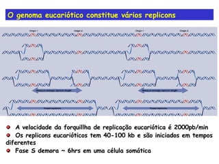 O genoma eucariótico constitue vários replicons A velocidade da forquillha de replicação eucariótica é 2000pb/min Os replicons eucarióticos tem 40-100 kb e são iniciados em tempos diferentes Fase S demora ~ 6hrs em uma célula somática 