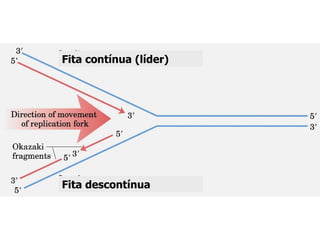 Fita contínua (líder) Fita descontínua 