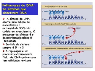 Polimerases de DNA: As enzimas que sintetizam DNA A síntese de DNA ocorre pela adição de nucleotídeos a extremidade 3´OH da cadeia em crescimento. O precursor da síntese é o desoxiribonucleosídeo 5´trifosfato Sentido da síntese sempre é 5’    3’ A replicação é um processo extremamente fiel.  As DNA-polimerases tem atividade revisora 