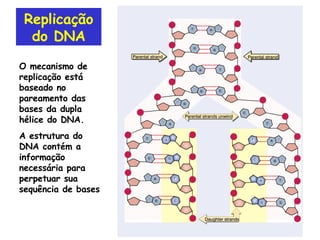 Replicação do DNA O mecanismo de replicação está baseado no pareamento das bases da dupla hélice do DNA. A estrutura do DNA contém a informação necessária para perpetuar sua sequência de bases 