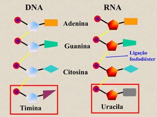 DNA                RNA
         Adenina


         Guanina
                              Ligação
                              fosfodiéster

         Citosina




Timina              Uracila
 