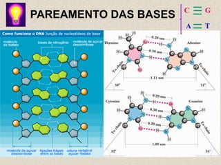 C   G
PAREAMENTO DAS BASES
                       A   T
 