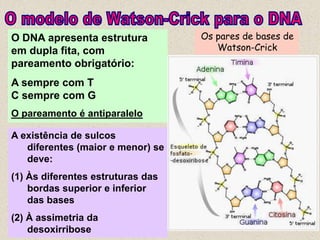 O DNA apresenta estrutura          Os pares de bases de
em dupla fita, com                    Watson-Crick
pareamento obrigatório:
A sempre com T
C sempre com G
O pareamento é antiparalelo

A existência de sulcos
   diferentes (maior e menor) se
   deve:
(1) Às diferentes estruturas das
    bordas superior e inferior
    das bases
(2) À assimetria da
    desoxirribose
 