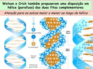 Watson e Crick também propuseram uma disposição em
  hélice (parafuso) das duas fitas complementares
Atenção para os sulcos maior e menor ao longo da hélice
 